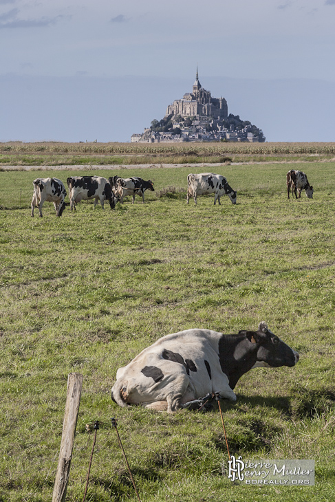 Tourisme Mont-Saint-Michel Vache Pr&eacute;s Sal&eacute;s