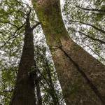 Pilier du viaduc des Fauvettes en parallèle avec un tronc d'arbre