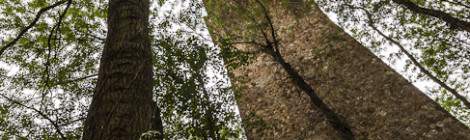 ...Pilier du viaduc des Fauvettes en parallèle avec un tronc d’arbre...