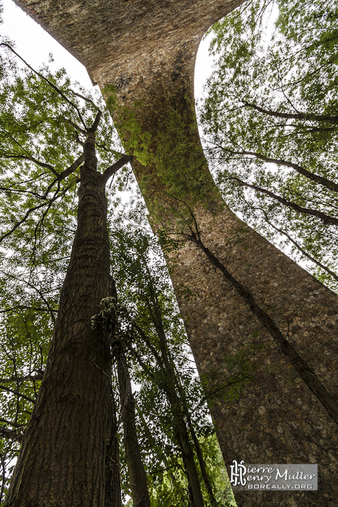 Pilier du viaduc des Fauvettes en parallèle avec un tronc d'arbre