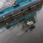 Sous-marin C105 sur la seine attendant sa destruction