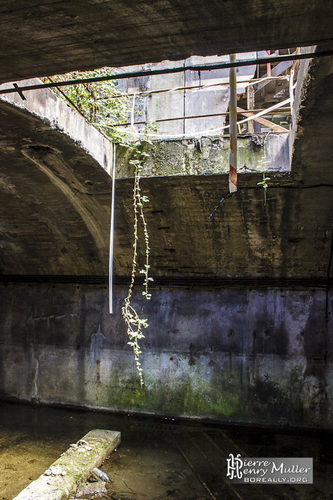 Ouverture entre le souterrain et le rez de chaussée avec végétation