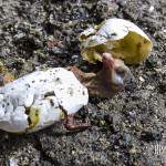 Oisillon mort dans son œuf tombé du nid en haut du chevalement