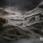 Toiles d'araignées de belle taille dans le grenier du château de Bonnelles