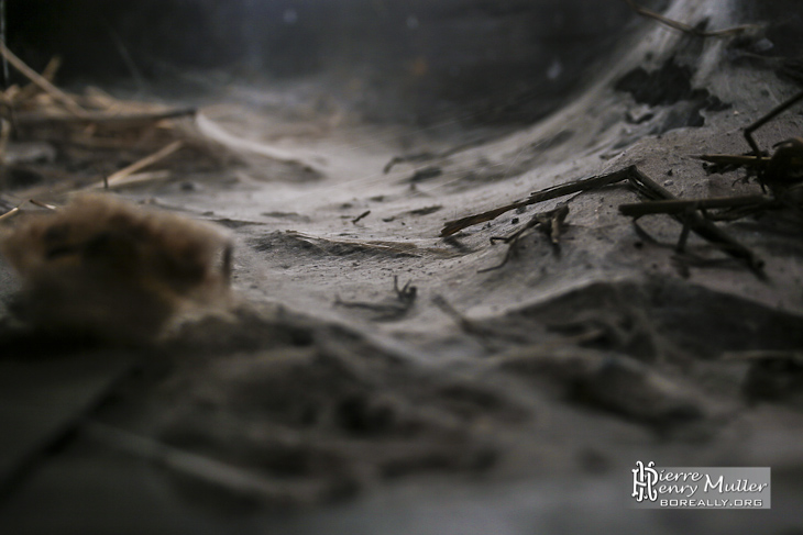Toiles d'araignées de belle taille dans le grenier du château de Bonnelles