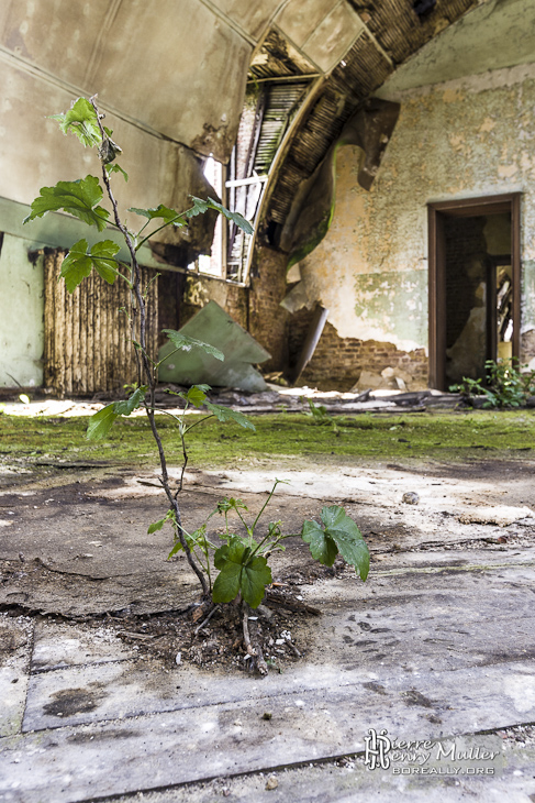 Plante poussant sur le plancher du château exposé aux intempéries