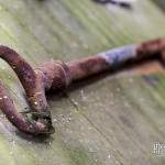 Clef rouillée sur panneau de bois