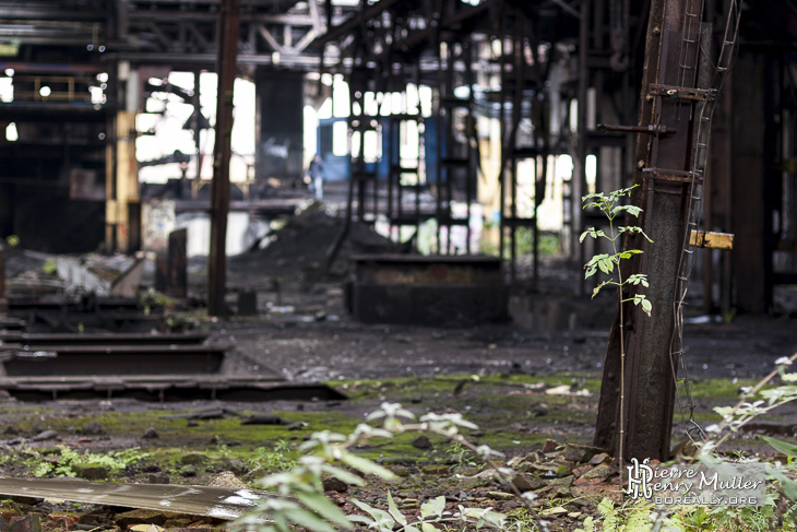 La nature reprend ses droits dans la friche industrielle