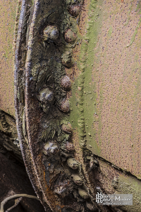 Boulons de serrage de joint de canalisation