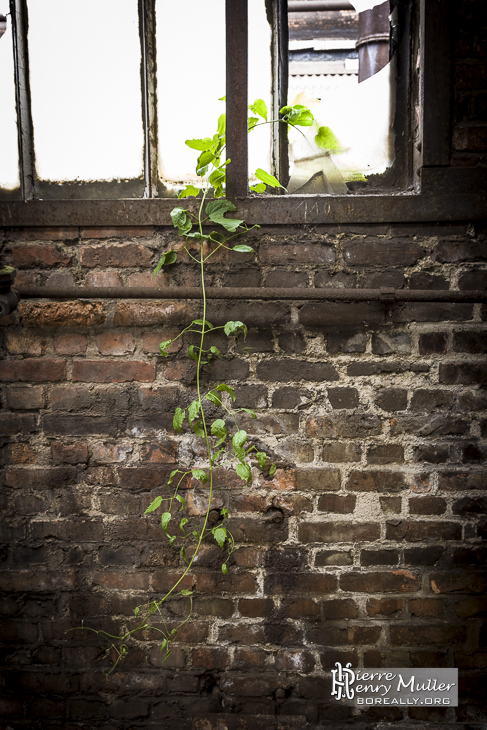 Lière entrant dans la friche par un carreau cassé