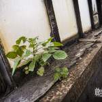 Plante poussant sur le rebord d'une fenêtre