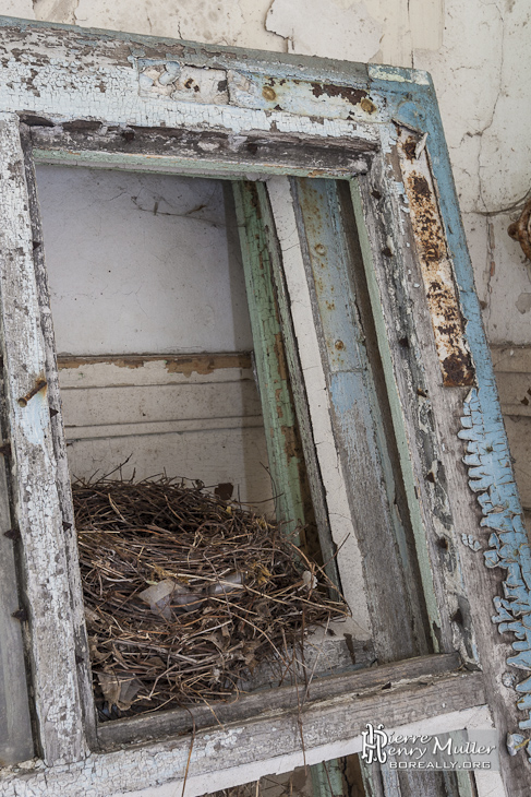 Nid d'oiseaux installé entre les bâtis de fenêtres