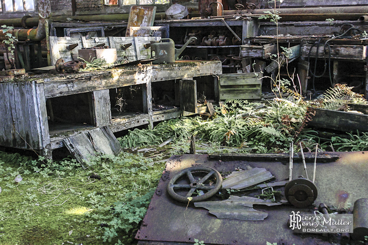 Atelier mécanique abandonné reprit par la nature dans l'usine SAFEA