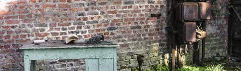 ...Scène de mélange entre la nature et ces fougères vis à vis de l’industriel représenté par ce mur en briques rouges, le panneau électrique et le bureau. Après tant d’année à l’abandon, la nature a bien repris ses droits à l’usine SAFEA...