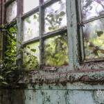 Végétation entrant par une fenêtre dans la friche industrielle SAFEA