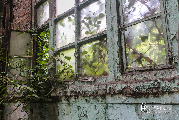 Végétation entrant par une fenêtre dans la friche industrielle SAFEA