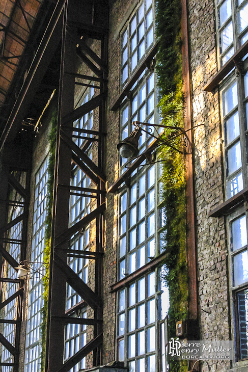 Végétation grimpante sur les murs d'un hangar de l'usine SAFEA