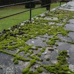 Développement de mousse sur les balcons du sanatorium du Vexin