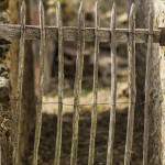 Barrière en bois dans une maison en ruine