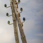 Poteau électrique en bois avec isolateurs en verre