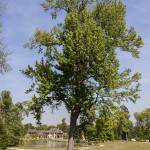 Grand arbre devant le Hameau de la Reine au Château de Versailles