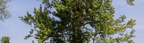 ...Un arbre majestueux devant le Hameau de la Reine dans le Parc du Ch&acirc;teau de Versailles....