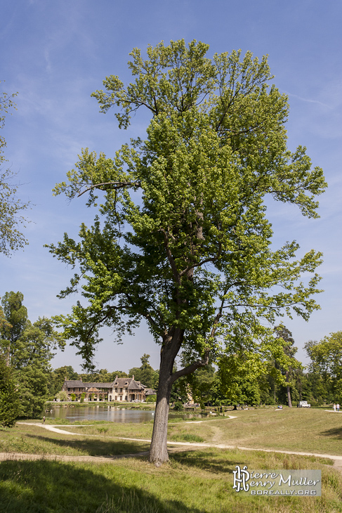 Grand arbre devant le Hameau de la Reine au Château de Versailles