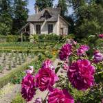 Roses devant le Boudoir ou Petite maison de la Reine dans le Hammeau de la Reine