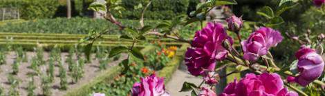 ...Le boudoir appelé à l’origine Petite maison de la Reine est la plus petite construction du Hammeau de la Reine. Son toit est recouvert de roseaux et l’avant de la maison est décoré d’un jardin géométrique. Les roses du premier plan montrent que le jardin est plus décoratif que potager à cet endroit....
