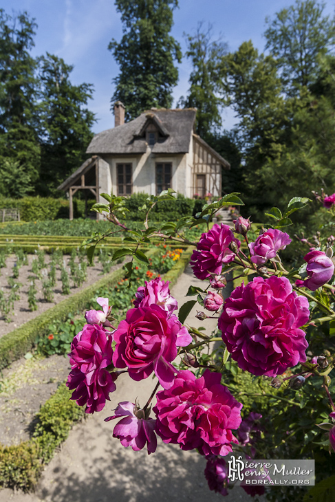 Roses devant le Boudoir ou Petite maison de la Reine dans le Hammeau de la Reine