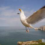 Goéland argenté en décollage rapide aux falaises d'Etretat