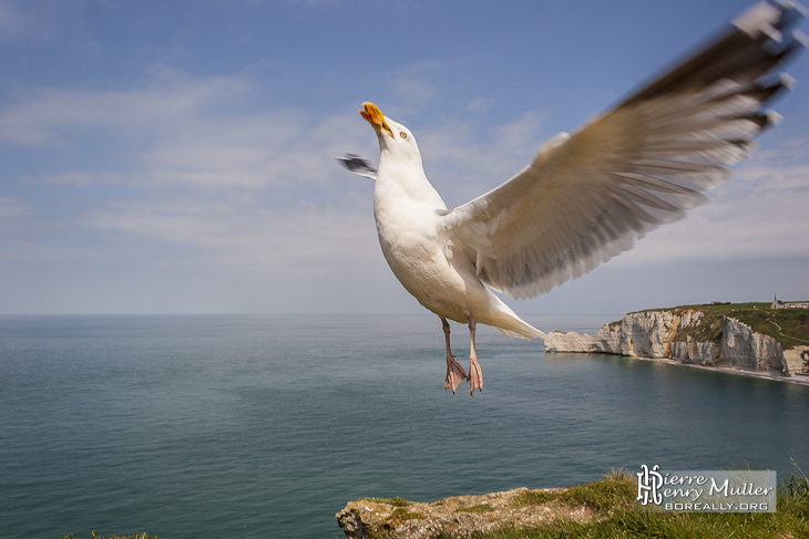 Goéland argenté en décollage rapide aux falaises d'Etretat