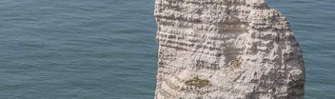 ...L&rsquo;Aiguille de la Porte d&rsquo;Aval &agrave; Etretat est un perchoir pour oiseaux marins appr&eacute;ci&eacute; pour la tranquillit&eacute; vis &agrave; vis des touristes qui ne peuvent s&rsquo;en approcher....