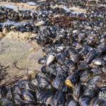 Moules accrochées sur les rochers aux falaises d'Etretat