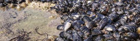 ...Par terre de moules accrochées sur les plages des falaises d’Etretat....
