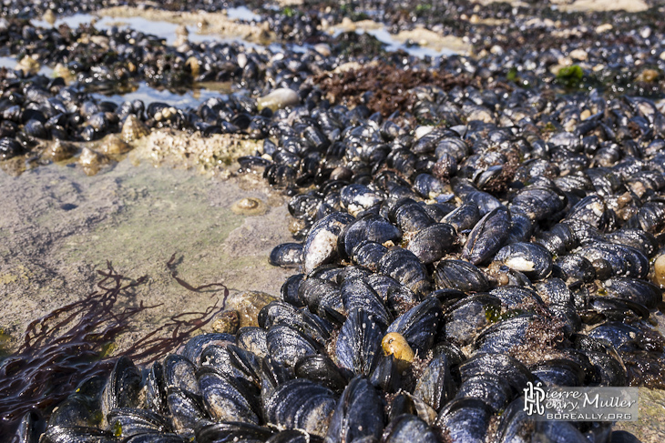 Moules accrochées sur les rochers aux falaises d'Etretat