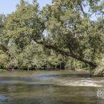 Arbre penché au dessus du Courant d'Huchet