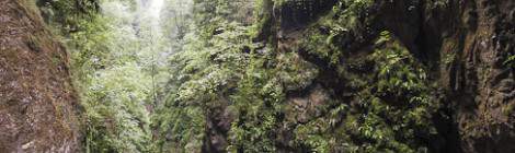 ...La v&eacute;g&eacute;tation luxuriante pr&eacute;sente dans l&rsquo;environnement humide que forme les Gorges de Kakuetta rappel la disposition que l&rsquo;on peut trouver dans des for&ecirc;ts tropicales....