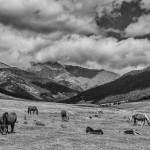 Chevaux en pâture dans les Pyrénées espagnoles en noir et blanc