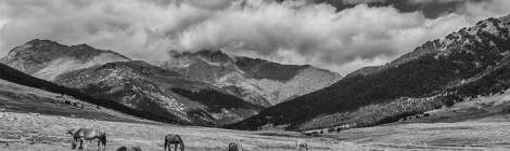 ...Chevaux en p&acirc;ture dans les pr&egrave;s d&rsquo;altitude dans les Pyr&eacute;n&eacute;es espagnoles. Photo en noir et blanc....