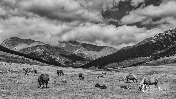 Chevaux en pâture dans les Pyrénées espagnoles en noir et blanc