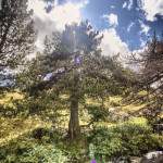 Contre jour d'un sapin en montagne en HDR