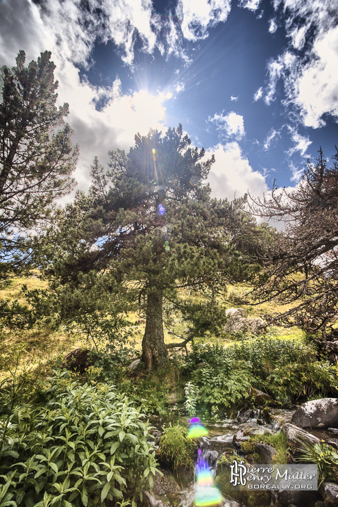 Contre jour d'un sapin en montagne en HDR