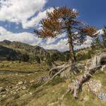 Sapin mort aux aiguilles oranges en montagne