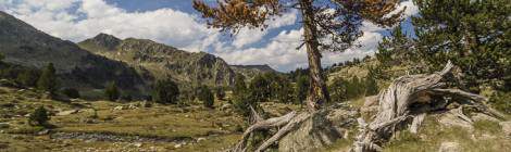 ...Sapin mort aux aiguilles oranges en montagne...