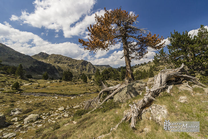 Sapin mort aux aiguilles oranges en montagne