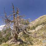 Tronc et branches d'un arbre mort en montagne