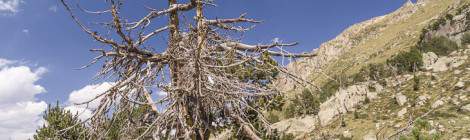 ...Tronc et branches d&rsquo;un arbre mort en montagne....