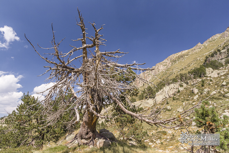 Tronc et branches d'un arbre mort en montagne