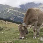 Vache broutant sur les prés d'altitude des Pyrénées espagnoles